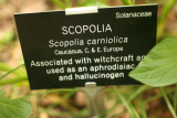 Scopolia carniolica RCP4-09 026.jpg